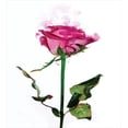 thumbnail image 3 of Rosa Funda Nórdica Conjuntos, Single Rose Flower Branch Smoking Look Ilustración,, 3 of 3