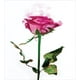 thumbnail image 3 of Rosa Funda Nórdica Conjuntos, Single Rose Flower Branch Smoking Look Ilustración,, 3 of 3