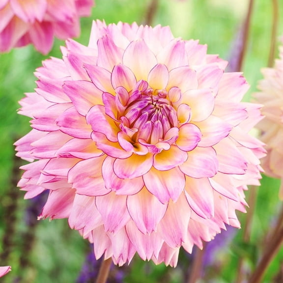 Colorful Investment Dahlia Flower Bulbs - 3 Bulbs per Pack - Deer Resistant - Good as Cut Flowers - Grows Well In Containers - Easy to Grow Live Plants - Outdoor Garden