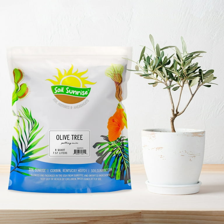 Olive Tree  Mini-Grow Kit –