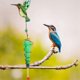 thumbnail image 2 of Metal Glass Bird Feeder External Hanging Glass Crafts Water Feeder Hanging Bird Feeder Ornaments A, 2 of 5