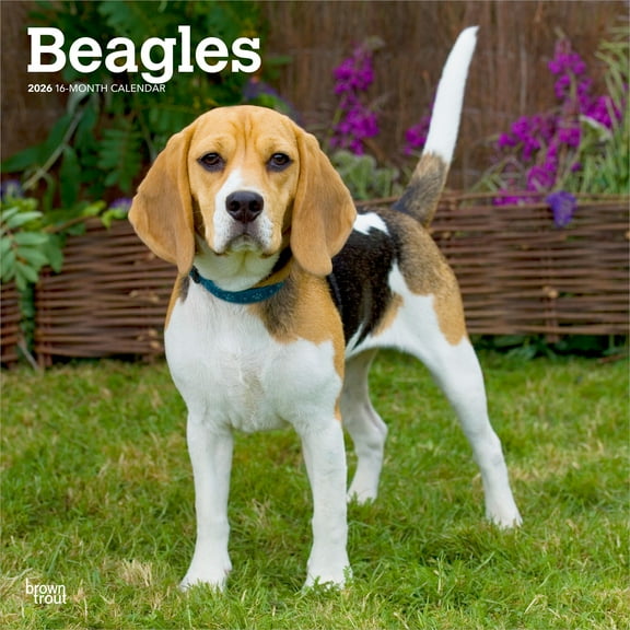Beagles | 2026 12x24" (Hanging) Square Wall Calendar | Plastic-Free | BrownTrout