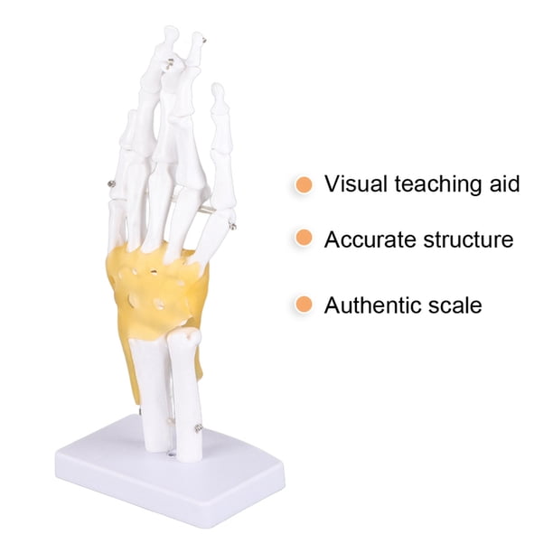 Modelo De Esqueleto De Articulación De Mano Modelo De Anatomía De Mano Modelo De Anatomia De Mano Humana Modelo De Esqueleto De Mano Esqueleto Con Articulaciones Articuladas Para Educacion De Anggrek Otros
