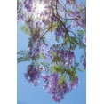 thumbnail image 2 of Mahan, Kathy 23x32 Gold Ornate Wood Framed with Double Matting Museum Art Print Titled - Jacaranda Tree II, 2 of 4