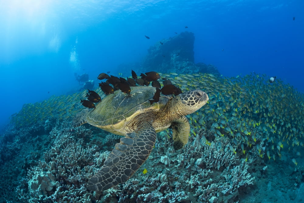 A green sea turtle (Chelonia mydas) with surgeonfish cleaning its shell and a huge school of blue striped snapper with divers in the background Hawaii United States of America Canvas Art - Dave Flee