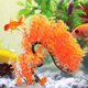 thumbnail image 2 of Planta De Agua Artificial Para Acuario, Planta De Agua Biónica De árbol Curvado Sin Paisaje Que No Se Desvanece, Mascotas Para Tanque De Peces, Tanque De Tortuga Para Acuario YLSHRF Otros, 2 of 8