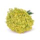 thumbnail image 2 of 12 Piezas de Plantas Artificiales Yuxing Gypsophila para Decoración de Bodas y Fiestas Color Amarillo, 2 of 5