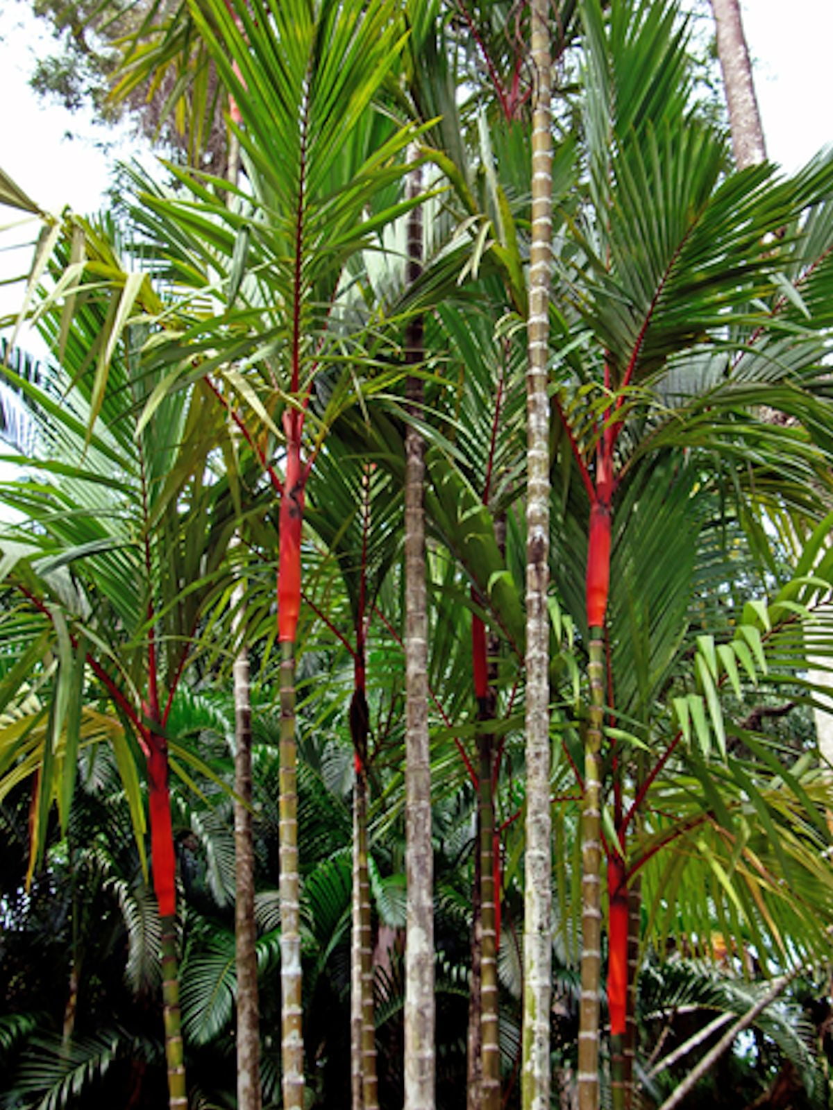 Red Sealing Wax Palm 10 Heirloom Seeds See Listing Cyrtostachys