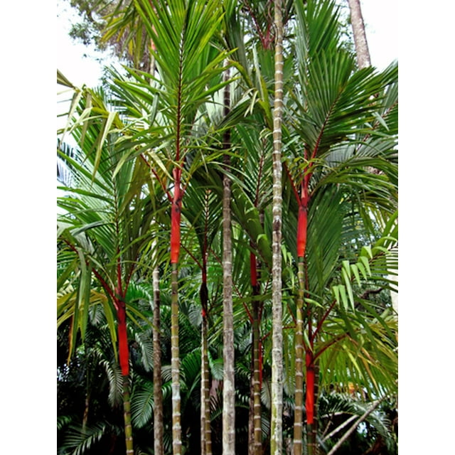 Red Sealing Wax Palm 10 Heirloom Seeds See Listing Cyrtostachys