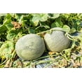 thumbnail image 6 of Imperial 45 Cantaloupe Seeds for Planting, 50+ Heirloom Seeds Per Packet Non GMO Seeds, Botanical Name Cucumis melo, Great Home Garden Gift, 6 of 7