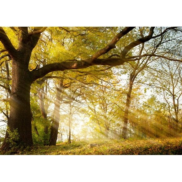 EREHome Polyester Fabric Photo Backdrop Nature 7x5ft Autumn Tree Background Backdrop Sunshine Mountain Wedding Photography Backgrounds for Photo Studio