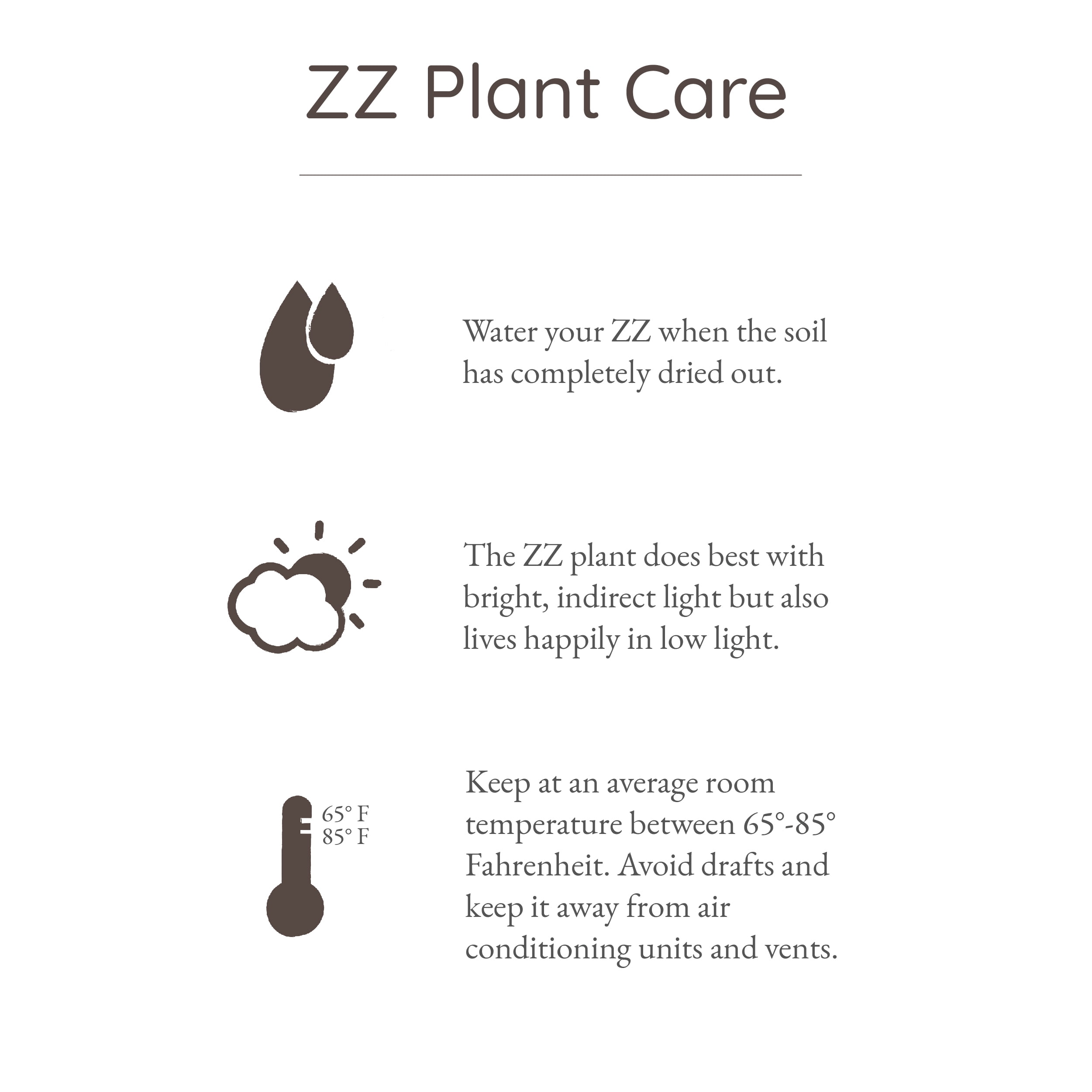 Wild Interiors ZZ (Zamioculcas Zamiifolia), 12-18” Tall, 5” Ceramic Pot