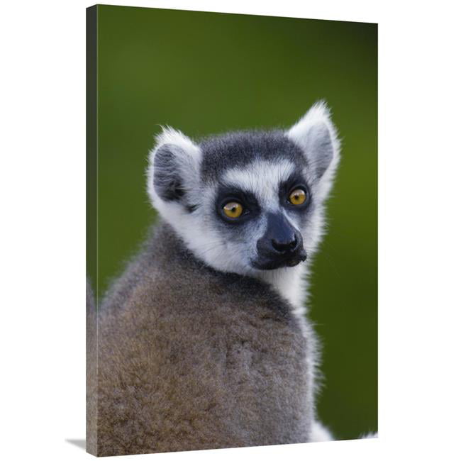 24 x 36 in. Ring-Tailed Lemur Portrait in the Andringitra Mountains ...
