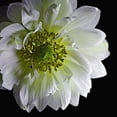 thumbnail image 2 of Reynolds, Richard 26x26 White Modern Wood Framed Museum Art Print Titled - Anemone 2, 2 of 4