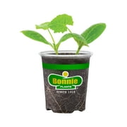 Bonnie Plants Crookneck Squash Live Plants