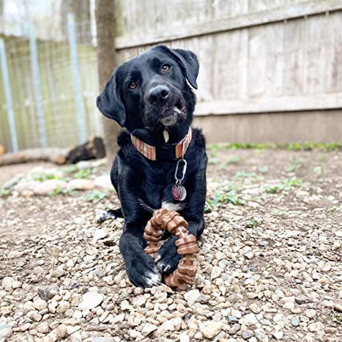 Are Labradors Power Chewers