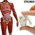 thumbnail image 2 of SCIENCE TO THE MAX INTERACTIVE HUMAN BODY 2331, 2 of 7