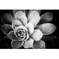thumbnail image 2 of Berzel, Erin 32x23 Black Ornate Wood Framed with Double Matting Museum Art Print Titled - Monochrome Succulent IV, 2 of 4
