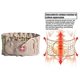 thumbnail image 5 of Cinturón de soporte de cintura inflable Cinturón de descompresión de espalda, soporte lumbar para aliviar el dolor de espalda Dispositivo de soporte de espalda baja, viene con reemplazo de bomba de ai Afortunado Sencillez, 5 of 5