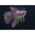 thumbnail image 4 of Thinsony Beautifully Crafted Luminous Artificial Simulation Goldfish For Aquariums Tan blue 1Set, 4 of 6