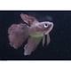 thumbnail image 5 of Methold Gel de sílice, pez falso suave, Flexible y realista, pequeño, para paisajismo, decoración de acuario decoración del acuario rojo, 5 of 6