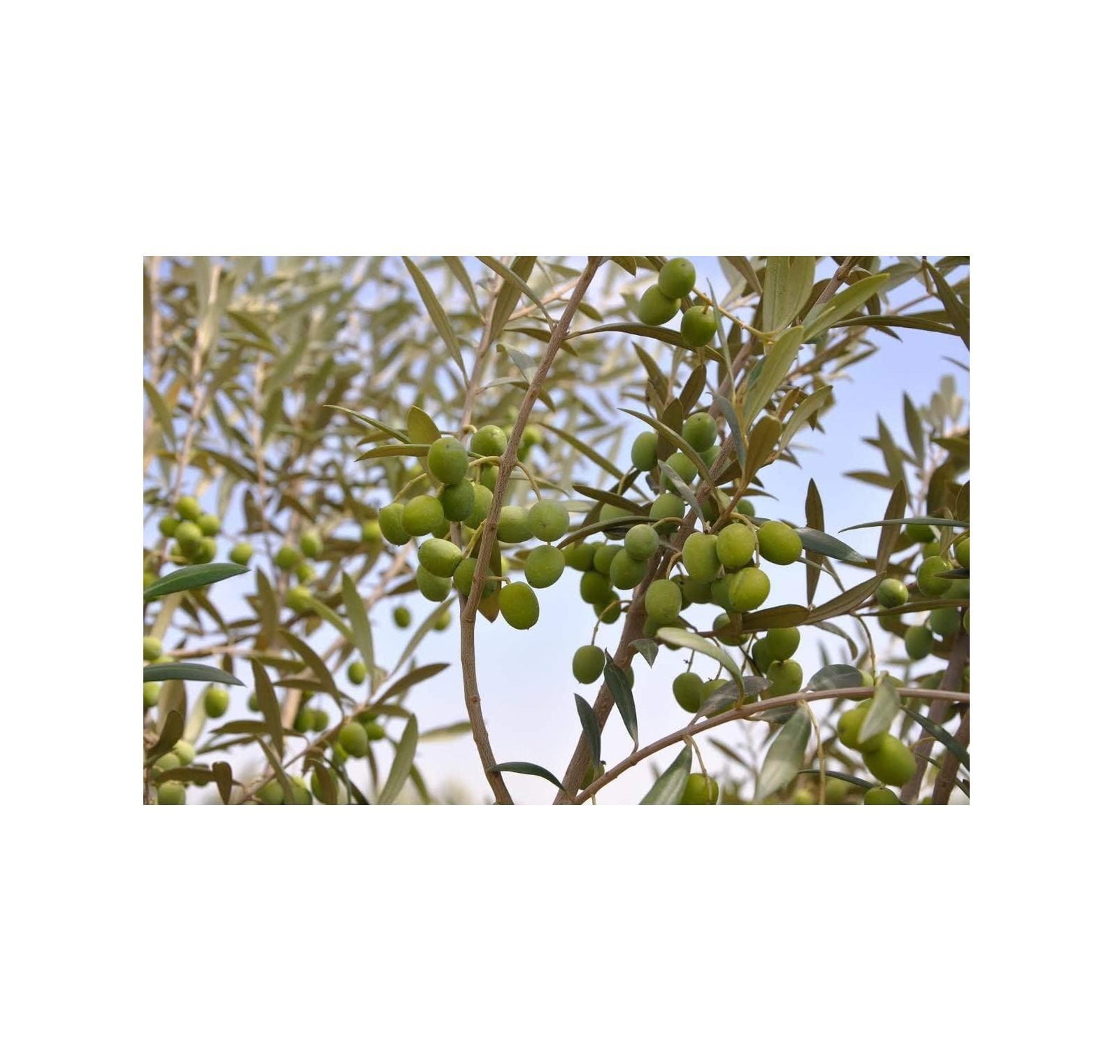 Arbequina Olive Tree - Beautiful Live Plant - 6 Inch Pot - Grow Your Own  Olives Indoors - Olea Europaea 