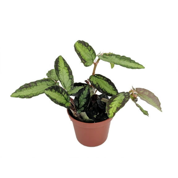 Rainbow Vine - Pellionia daveauana - 2.5" Pot - Terrarium/Fairy Garden