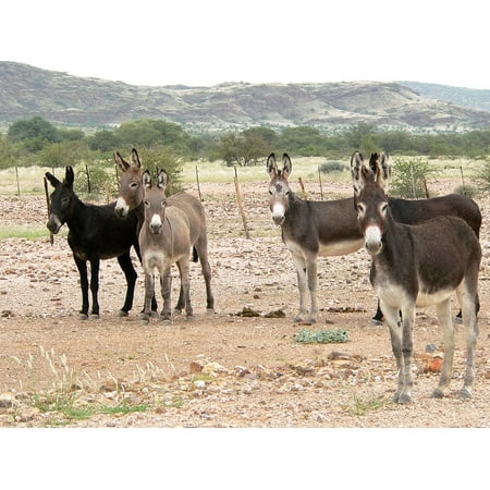 - LAMINATED POSTER Group Flock Africa Hoofed Animals Donkey Landscape Poster Print 11 x 17
