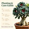 thumbnail image 4 of Desert Rose, Shade Plant for Gardens-Easy Grow-Low Maintenance-Ideal for Beds Borders, Plant Pots & Planters, 4 of 5
