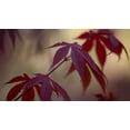thumbnail image 2 of Crane, Rita 24x15 White Modern Wood Framed Museum Art Print Titled - Burgundy Maple II, 2 of 4