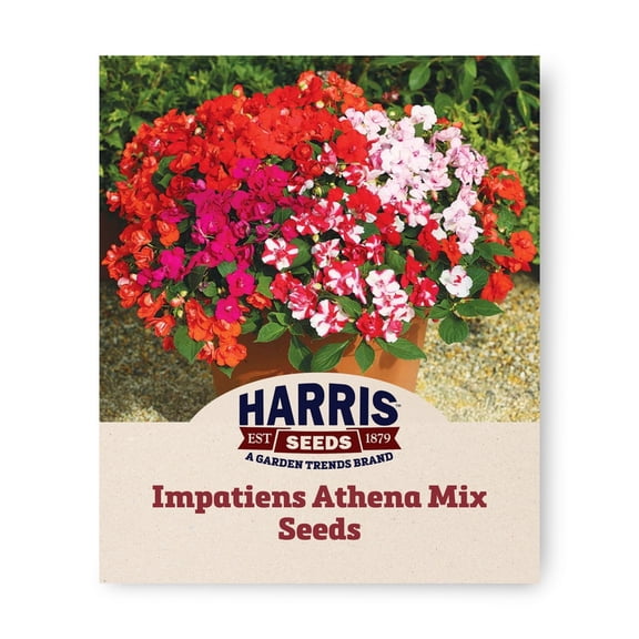 Harris Seeds Impatiens Athena Mix F1, Double Flower Shade Garden Variety, Non-GMO, 25 Count