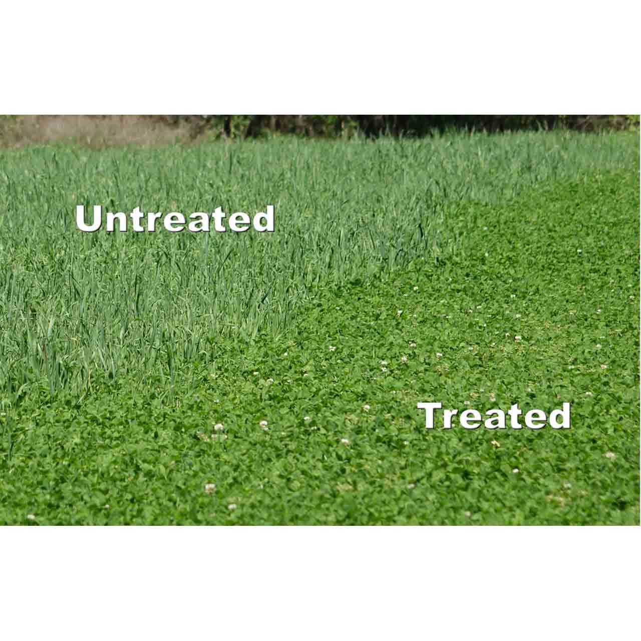 Whitetail Institute Arrest Max Selective Grass Herbicide - 4 Pints (4 Acres) - Carton of 4