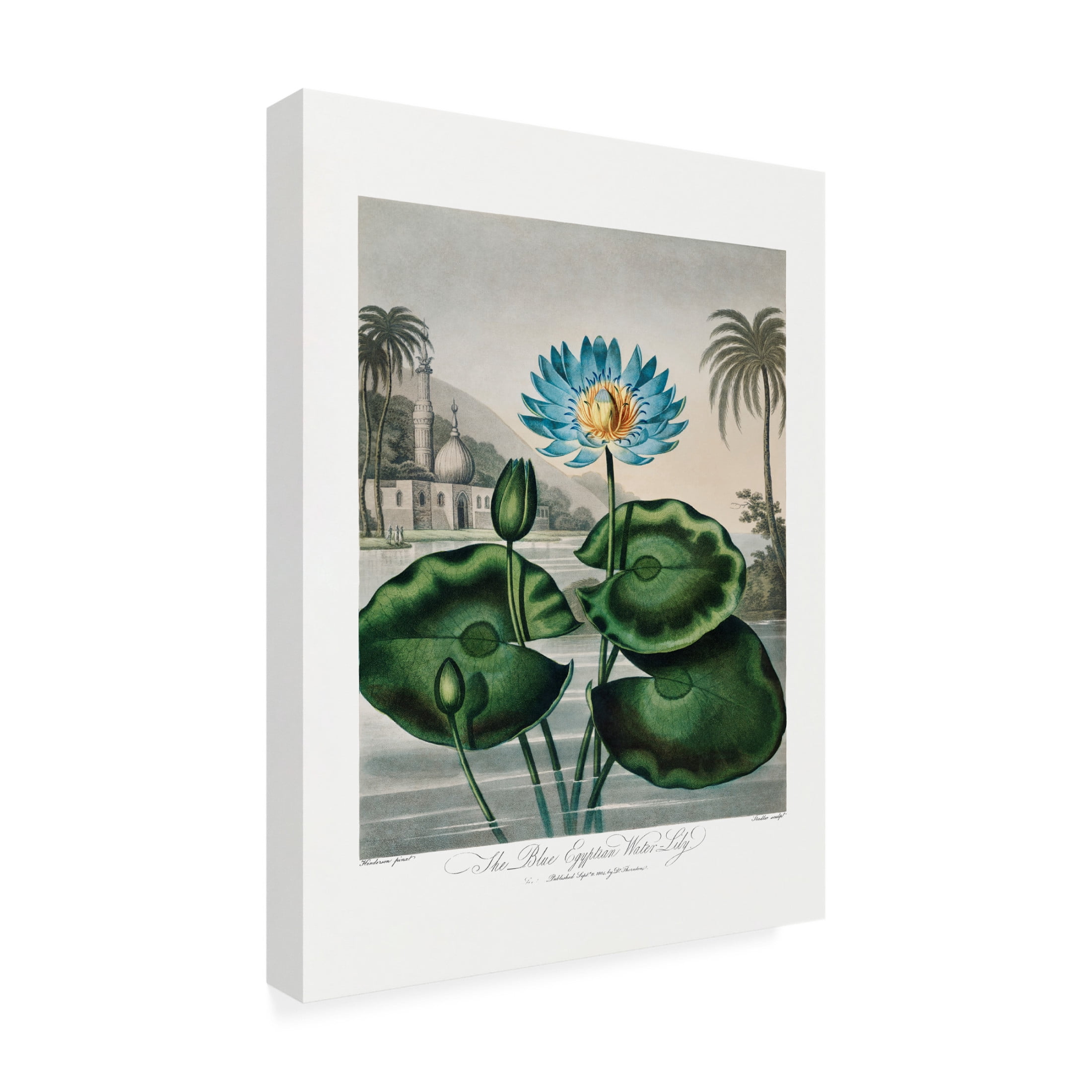 Trademark Fine Art Pictufy The Blue Egyptian Water Lily from The Temple of Flora 1807 Canvas Wall Art