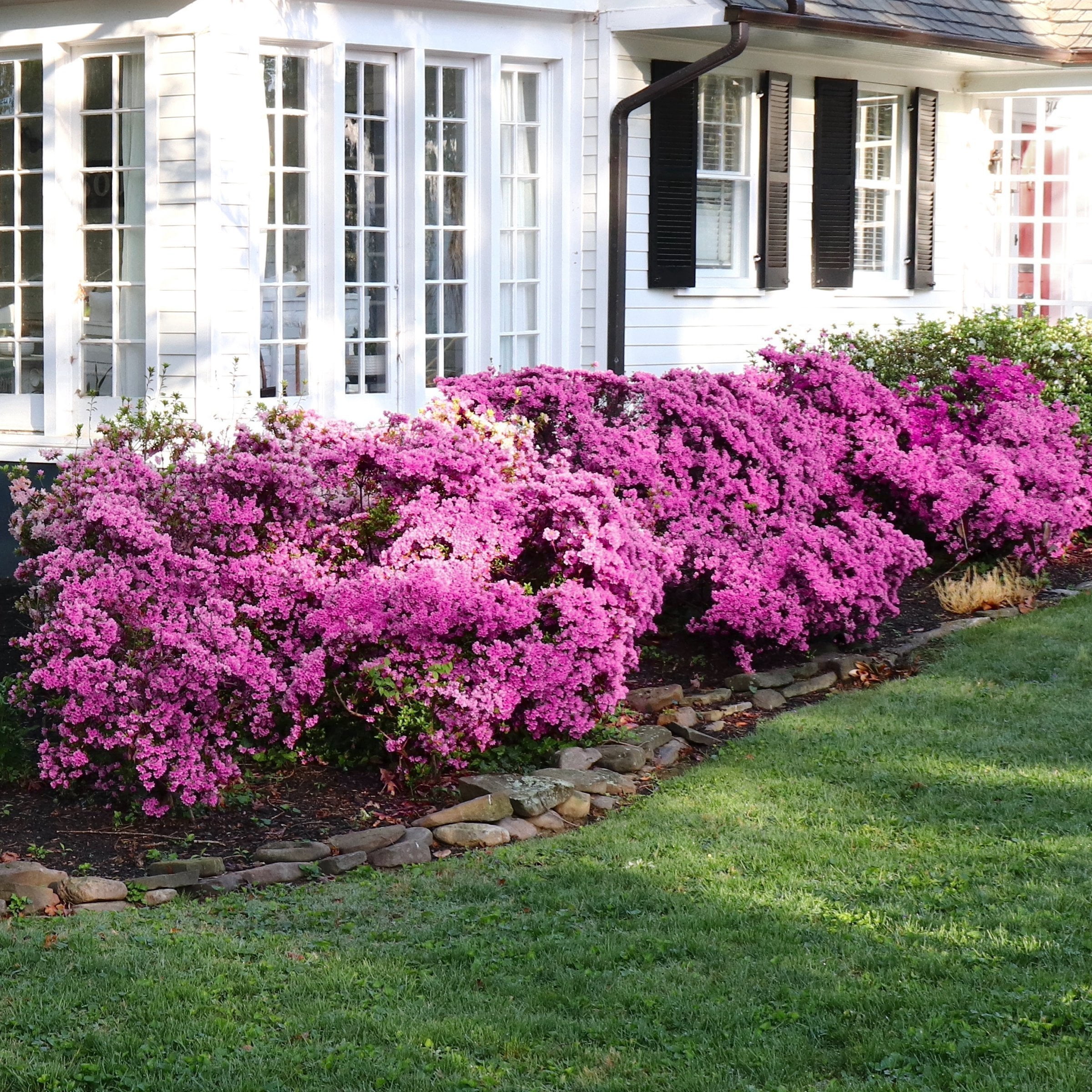 National Plant Network 4 in. Azalea FlorAmore Lavender (3-Pack)