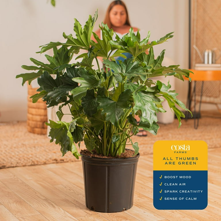 Expert Gardener 26" Tall Philodendron Selloum 2G in grower pot, Direct  Sunlight, Live Flowering Outdoor Plant - Walmart.com