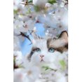 thumbnail image 1 of Taladro de pintura de diamante (DE6211) 5D DIY gato imagen de pared redonda completa 20X30cm FLhrweasw Nuevo, 1 of 1