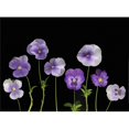 thumbnail image 1 of Pansies Poster Print by Deddeda, 32 x 24 - Large, 1 of 1
