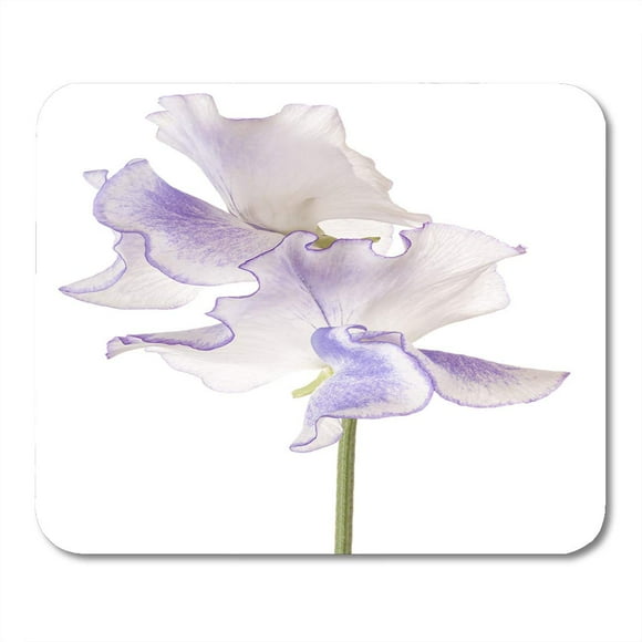 POGLIP Green Lathyrus Studio Shot of Blue Colored Sweet Pea Flowers White Large Depth Field Dof Macro Purple Mousepad Mouse Pad Mouse Mat 9x10 inch