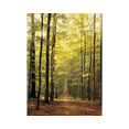 thumbnail image 2 of Rompecabezas Eurographics 1000 pzs. Camino En El Bosque Eurographics 6000-3846, 2 of 2