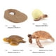 thumbnail image 3 of de de simución modelo Animal tortuga Animal de accesorios de enseñanza juguete educativo - Tortuga 2423 2423 Hugo Juego de crecimiento de insectos para niños, 3 of 9
