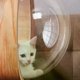 thumbnail image 2 of Space Clear Capsule Dome Cover Indoor Bed Nest Furniture for Tree Cat Climbing Frame Cat Shelves DIY Accessories Catching Post, 2 of 5