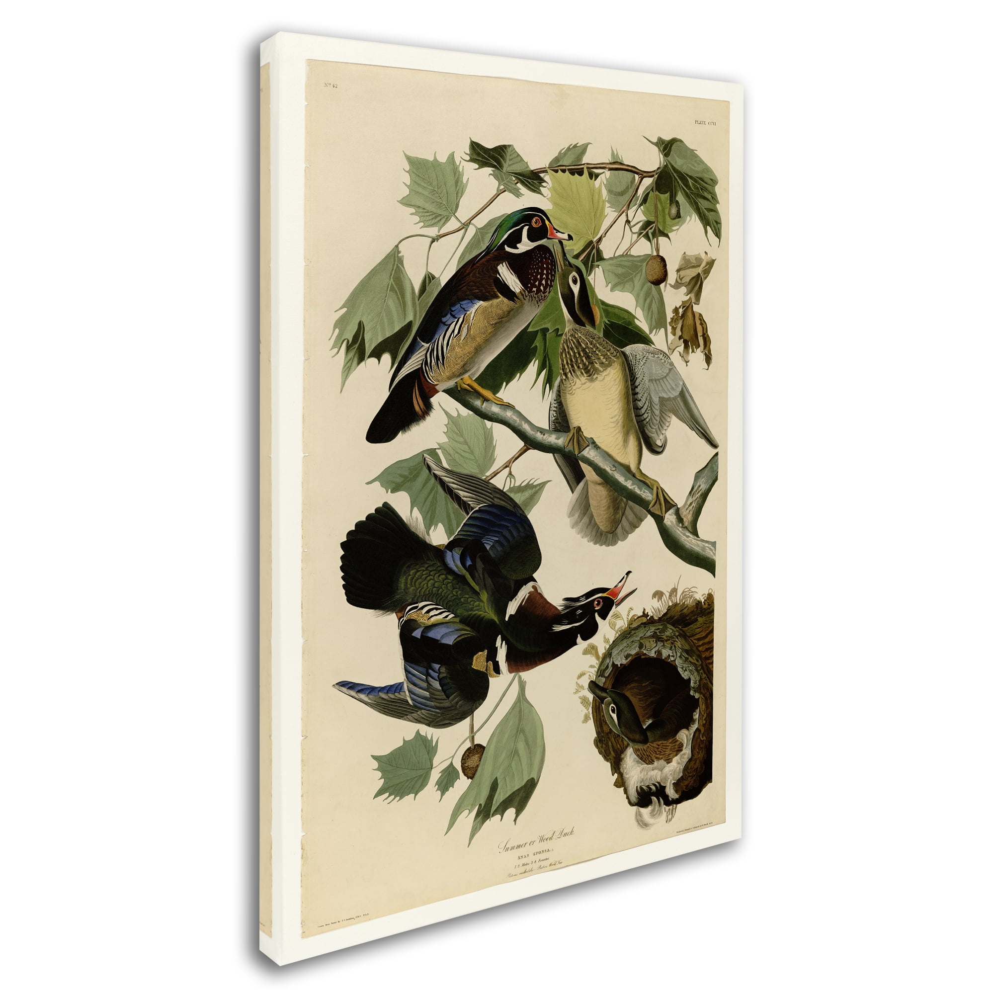 Audubon 'Summer Duckplate 206' Canvas Art