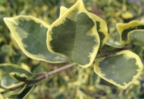 Ligustrum Japonicum Jack Frost Privet - 40 Live Plants - Variegated Evergreen Hedge