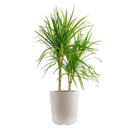 Costa Farms 36" Tall Marginata, Bright Indirect Sunlight, Indoor Live House Plants, Décor Pot