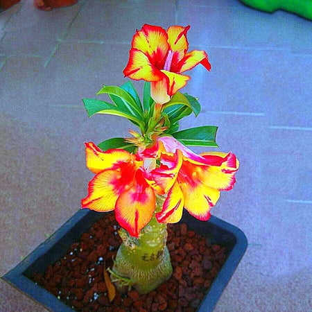 Desert Rose,Drought Tolerant,Indoor or Outdoor(Desert Rose for Planting) Continuously, Desert Rose For Sale