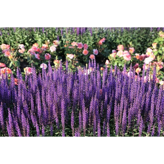 200 MUNSTEAD LAVENDER Blue English Lavandula Angustifolia Munstead Fragrant Purple Flower Herb Seeds