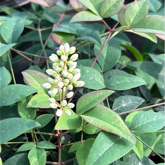 Harbor Belleâ„¢ Heavenly Bamboo - Nandina domestica 'Jaytee'