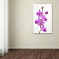 thumbnail image 3 of Trademark Fine Art "Purple Orchids" Canvas Art by Kurt Shaffer, 3 of 3