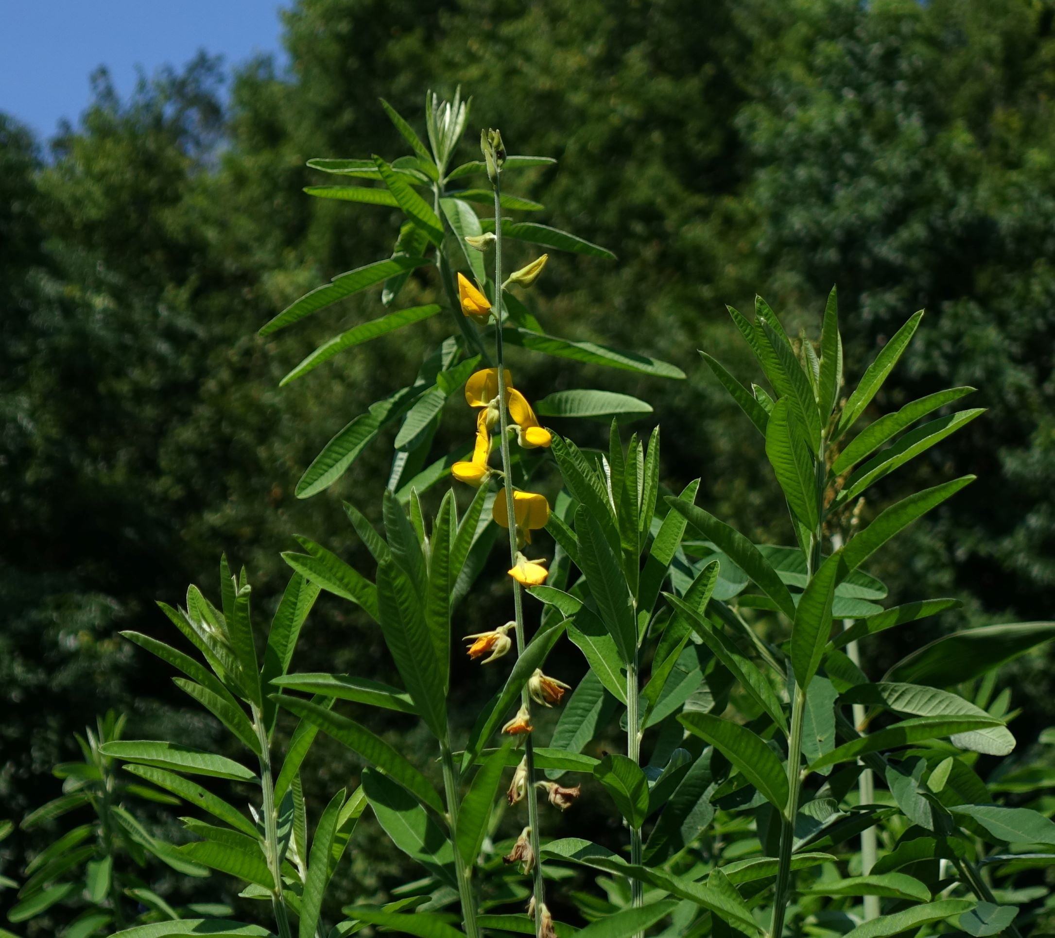 Whitetail Institute Sunn Hemp Food Plot Mix 7 lbs