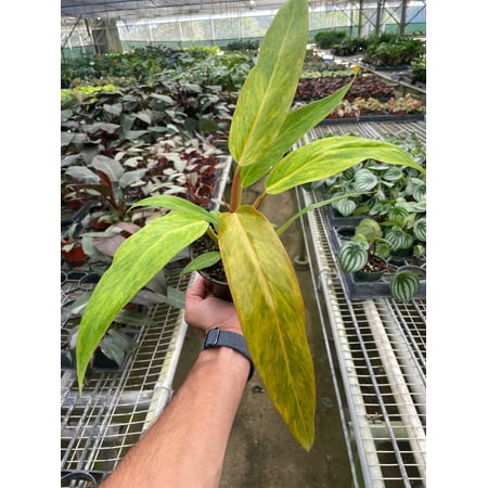 Philodendron Orange Marmalade